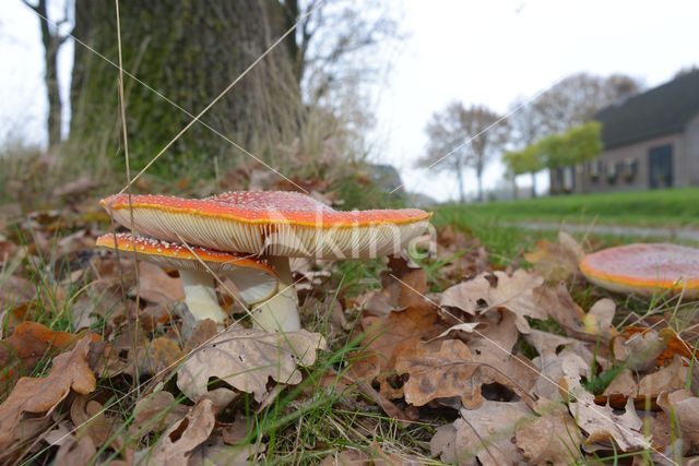 Fly agaric (Amanita muscaria)