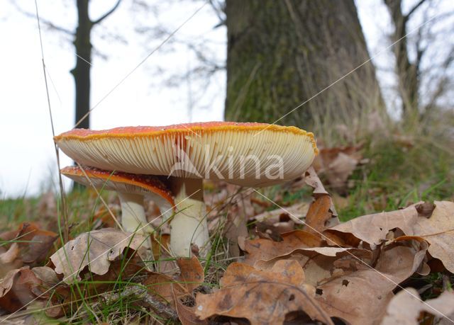 Vliegenzwam (Amanita muscaria)