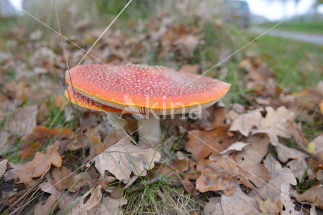 Vliegenzwam (Amanita muscaria)