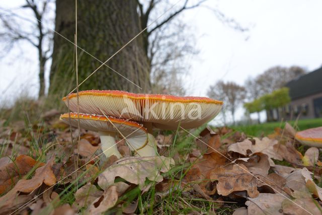 Vliegenzwam (Amanita muscaria)