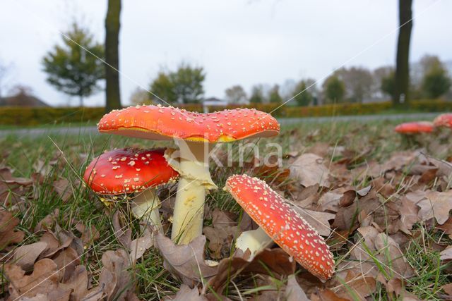 Vliegenzwam (Amanita muscaria)