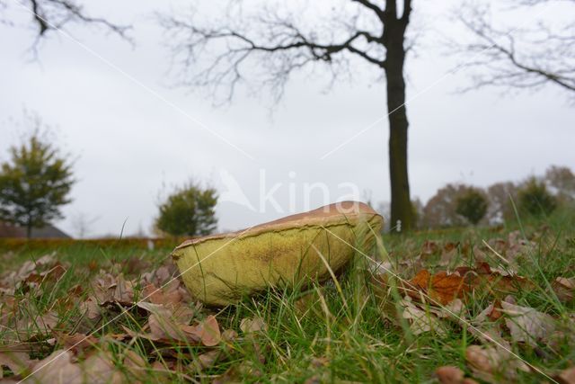 Eekhoorntjesbrood (Boletus edulis)