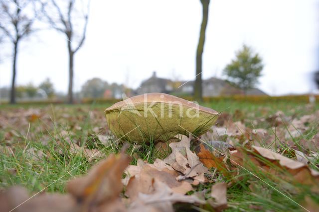 Eekhoorntjesbrood (Boletus edulis)