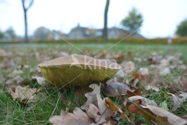 King Bolete (Boletus edulis)