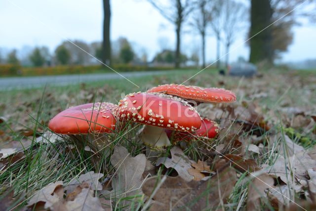 Vliegenzwam (Amanita muscaria)