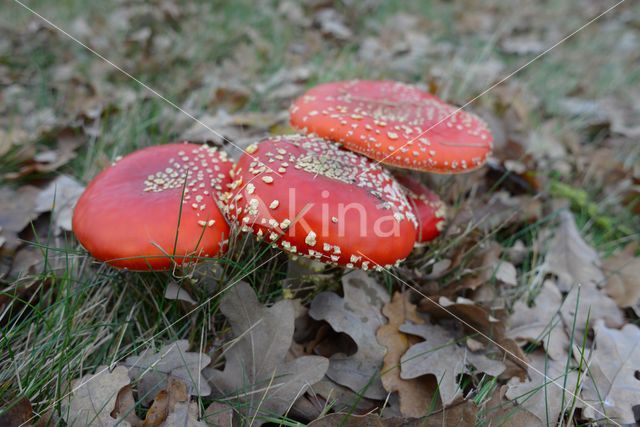 Vliegenzwam (Amanita muscaria)