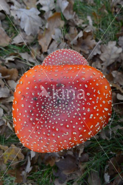 Vliegenzwam (Amanita muscaria)