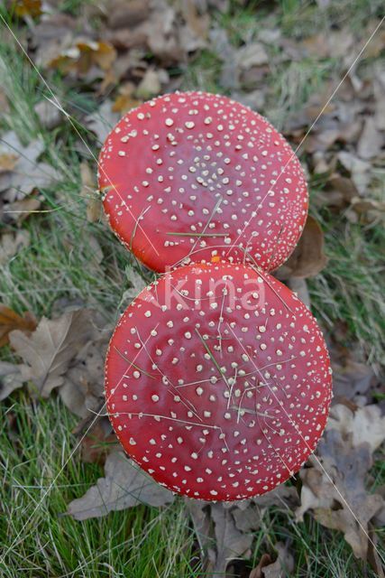 Vliegenzwam (Amanita muscaria)