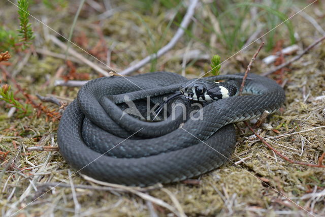 grass snake (natrix natrix natrix)