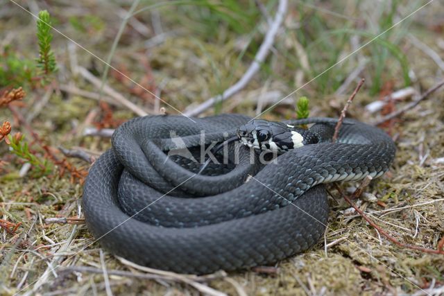 grass snake (natrix natrix natrix)