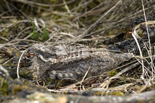 Nachtzwaluw (Caprimulgus europaeus)