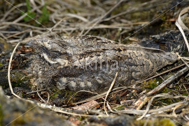 Nachtzwaluw (Caprimulgus europaeus)