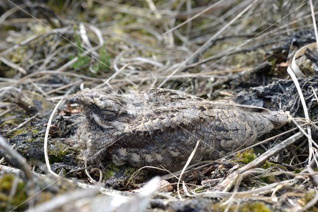 European Nightjar (Caprimulgus europaeus)