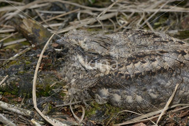 European Nightjar (Caprimulgus europaeus)