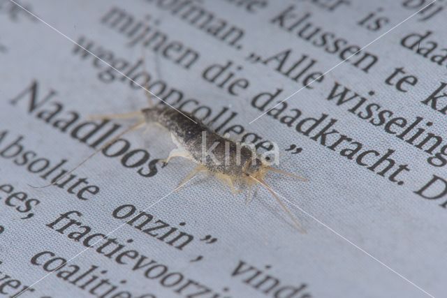 Ovenvisje (Thermobia domestica)