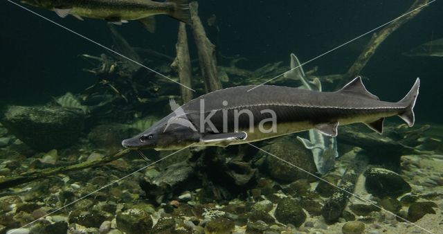 Russian sturgeon (Acipenser gueldenstaedtii)