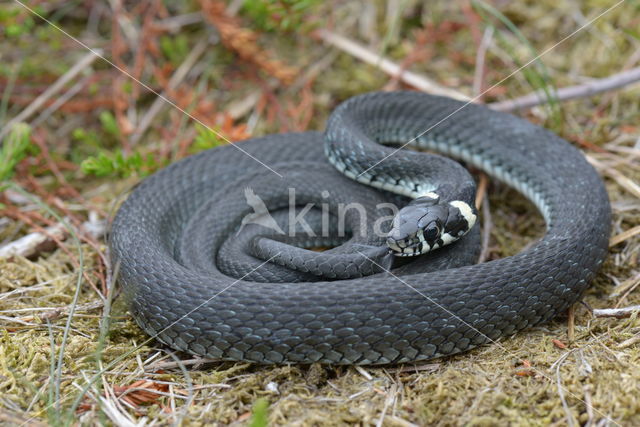 grass snake (natrix natrix natrix)