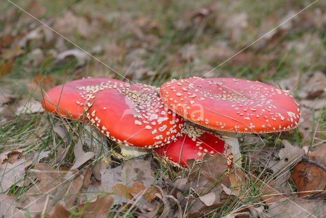 Vliegenzwam (Amanita muscaria)