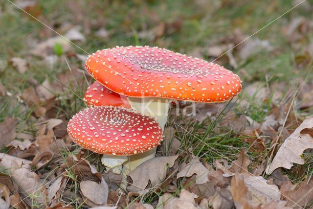 Vliegenzwam (Amanita muscaria)