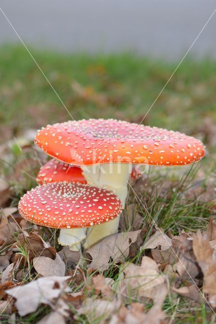 Vliegenzwam (Amanita muscaria)