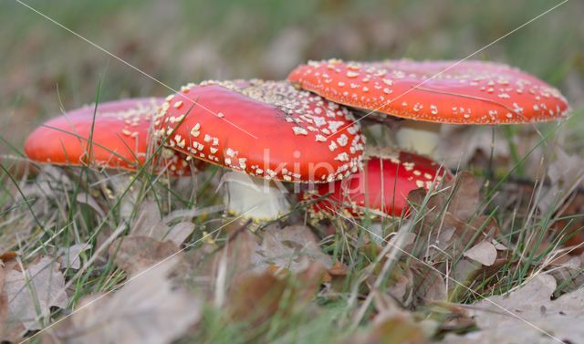 Vliegenzwam (Amanita muscaria)