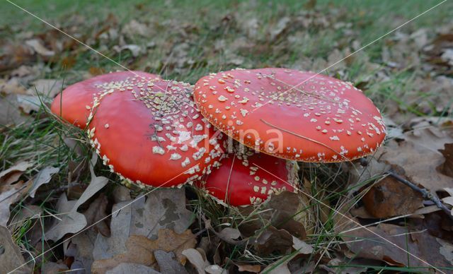 Vliegenzwam (Amanita muscaria)