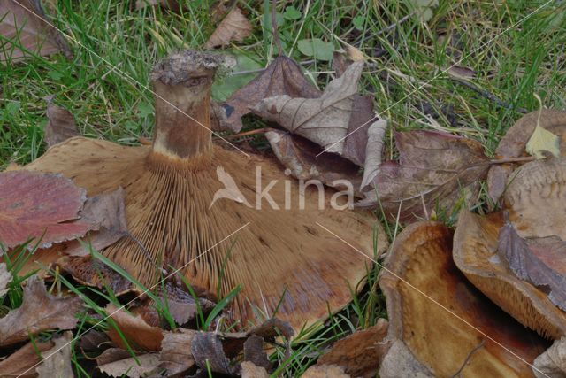 Brown Rollrim (Paxillus involutus)