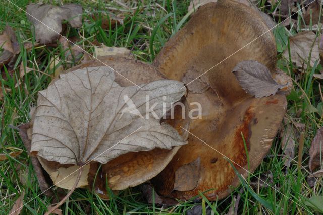 Brown Rollrim (Paxillus involutus)