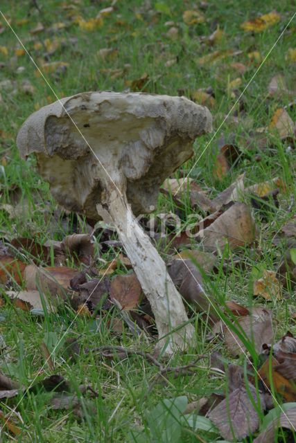 Bronw birch bolete (Leccinum scabrum)