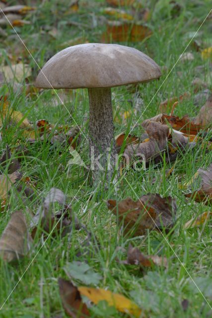 Bronw birch bolete (Leccinum scabrum)