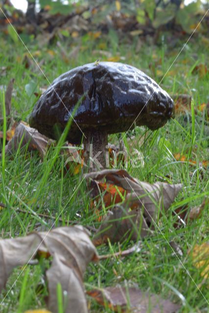 Bronw birch bolete (Leccinum scabrum)