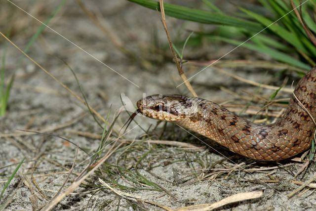 Gladde slang (Coronella austriaca)