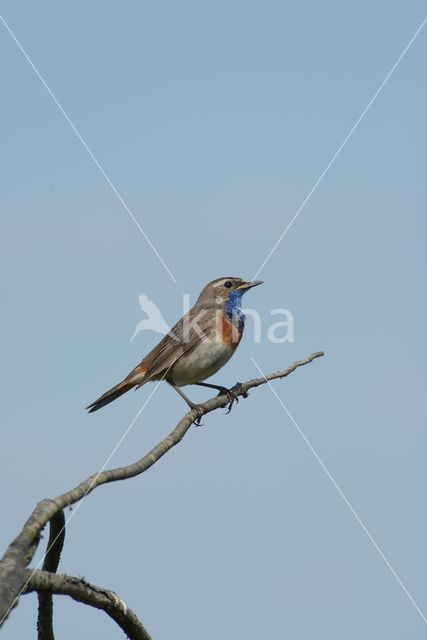 Blauwborst (Luscinia svecica)