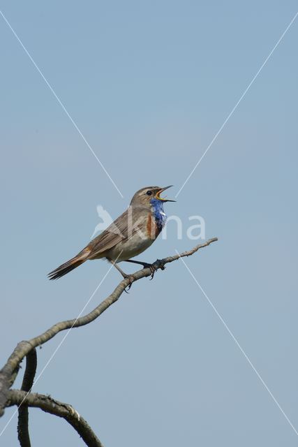 Blauwborst (Luscinia svecica)