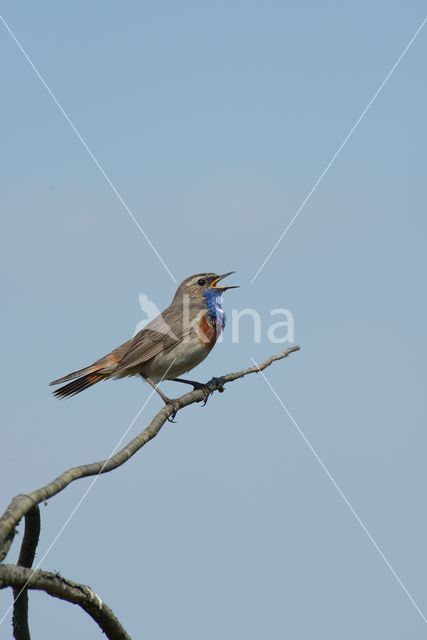 Blauwborst (Luscinia svecica)