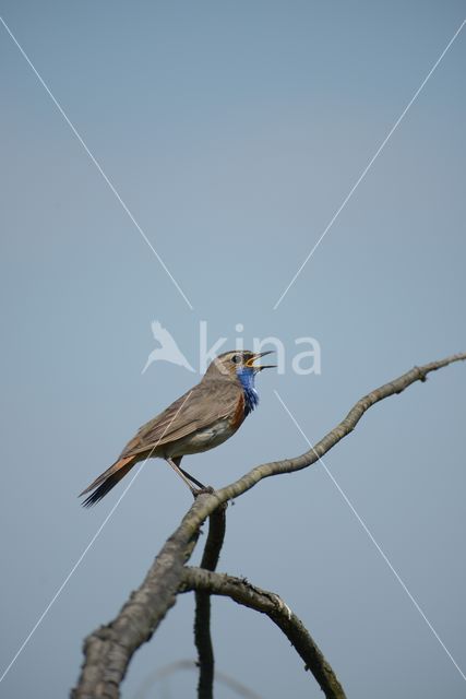 Blauwborst (Luscinia svecica)