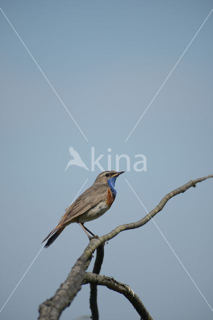 Blauwborst (Luscinia svecica)