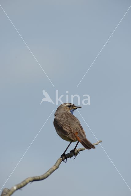 Bluethroat (Luscinia svecica)