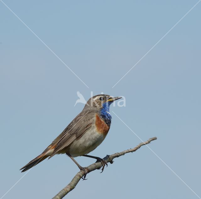 Blauwborst (Luscinia svecica)