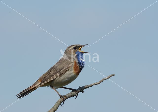 Blauwborst (Luscinia svecica)