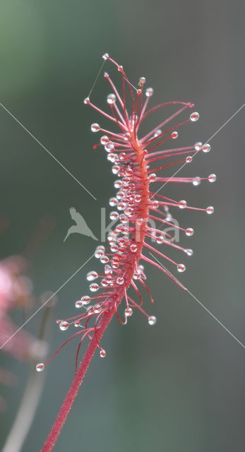 Lange zonnedauw (Drosera longifolia)