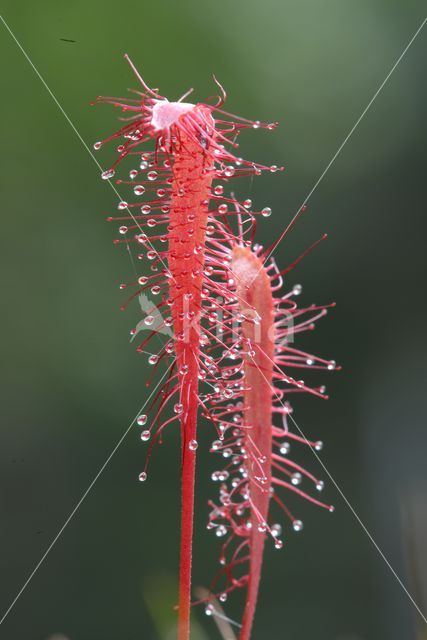 Great Sundew (Drosera longifolia)