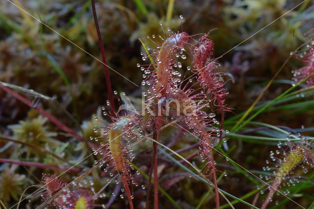 Lange zonnedauw (Drosera longifolia)