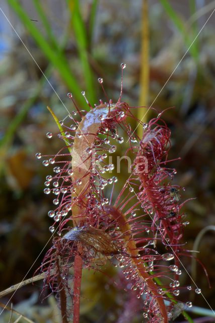 Lange zonnedauw (Drosera longifolia)