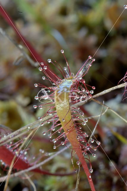 Lange zonnedauw (Drosera longifolia)