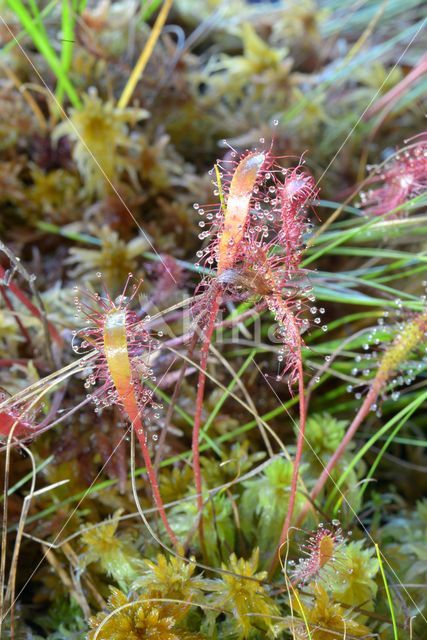 Great Sundew (Drosera longifolia)