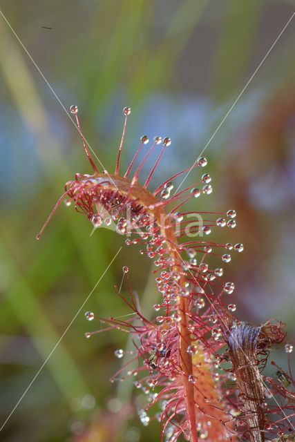 Lange zonnedauw (Drosera longifolia)