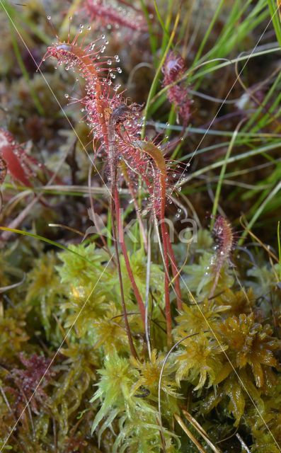 Lange zonnedauw (Drosera longifolia)