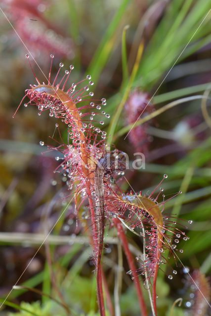 Lange zonnedauw (Drosera longifolia)