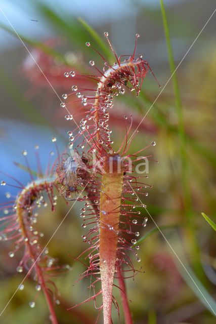 Lange zonnedauw (Drosera longifolia)